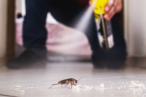 Flea Control Services in La Vista, NE